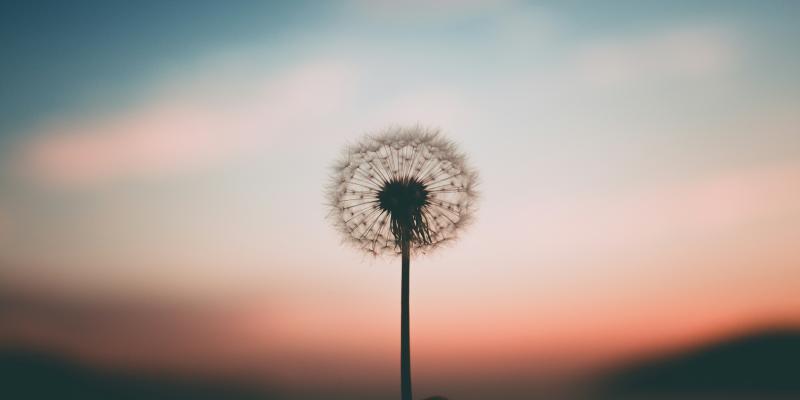 A person a holding dandelion flower.