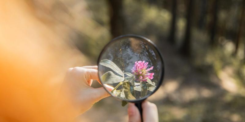 In the picture, a person looks through a magnifying glass at a clover.