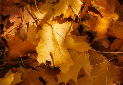 Photo by Dagmara Dombrovska: https://www.pexels.com/photo/fallen-yellow-leaves-9896251/